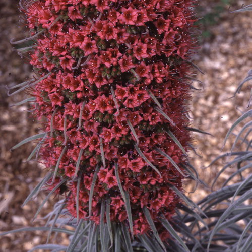 Echium Wildprettii