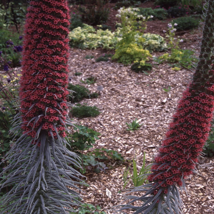 Echium Wildprettii
