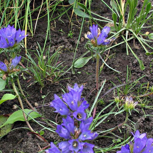 Edraianthus Dalmaticus