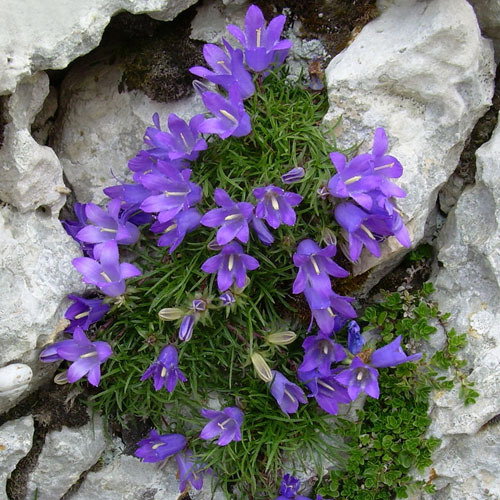 Edraianthus Graminifolius