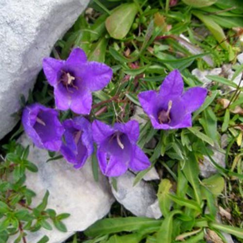 Edrianthus Montenegrinus