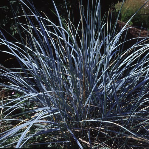 Elymus Magellanicus