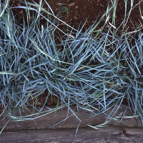 Elymus Magellanicus
