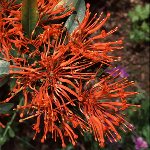 500 Embothrium Coccineum