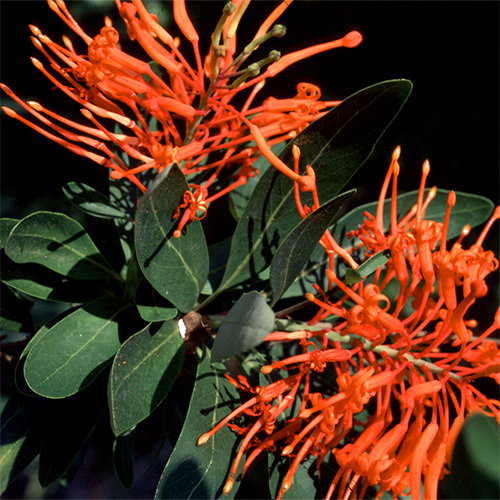 500 Embothrium Coccineum