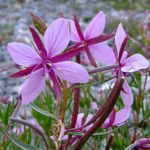 Epilobium Fleischeri