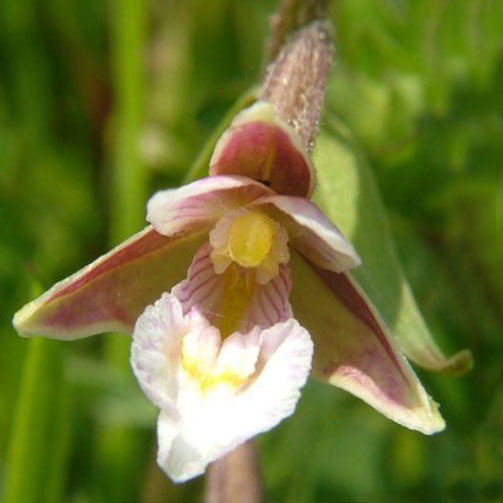 Epipactis Palustris