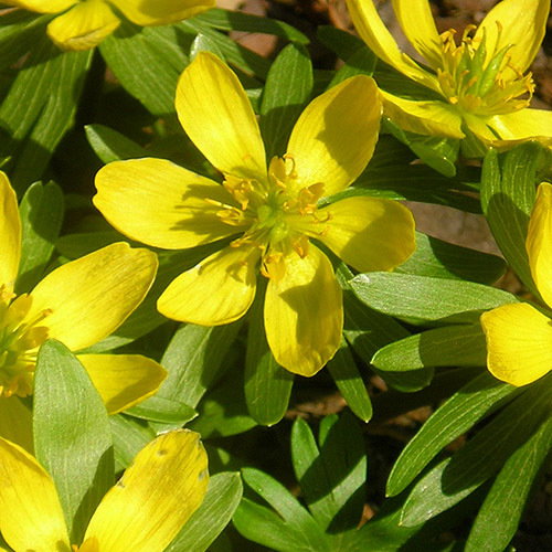 Eranthis Hyemalis Ciliata