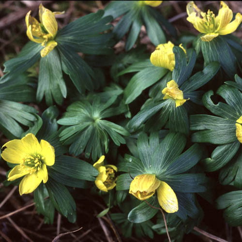 Eranthis Hyemallis