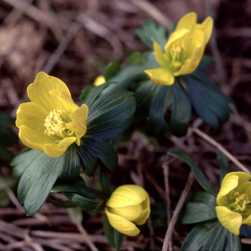 Eranthis Hyemalis