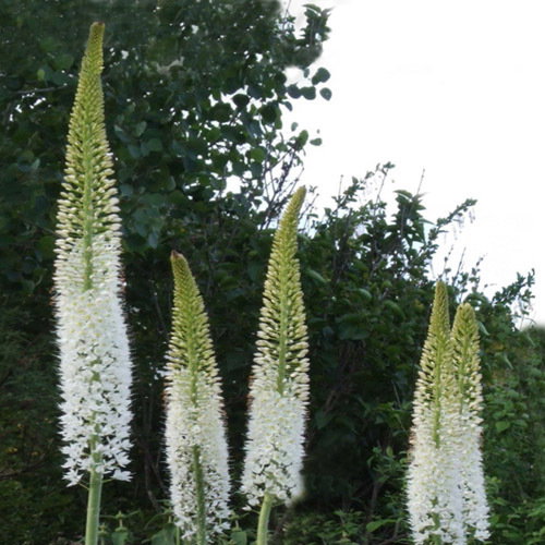 Eremurus Himaliacus