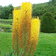 Eremurus Robustus