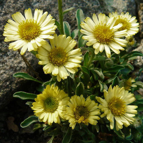 Erigeron Aureus