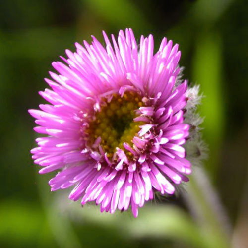 Erigeronborealis