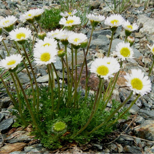 Erigeron Compositus