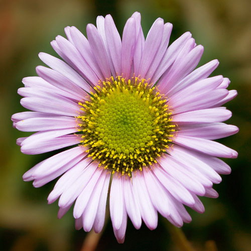 Erigeron Glaucus