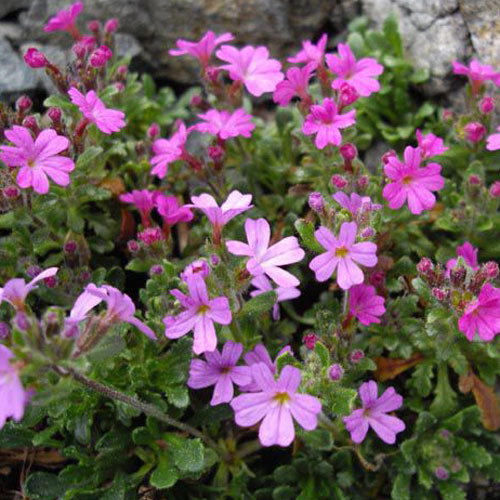Erinus Alpinus