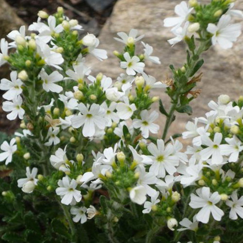 Erinus Alpinus Alba