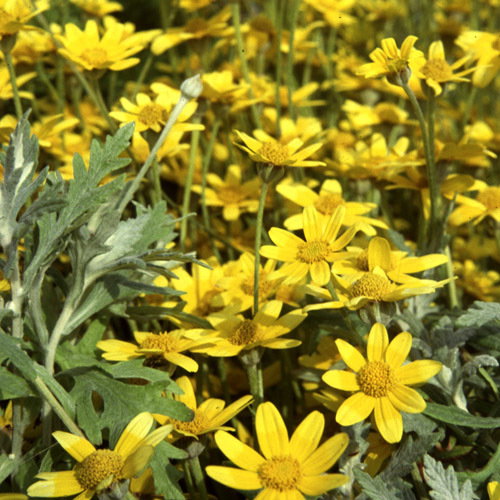 Eriophyllum Lanatum