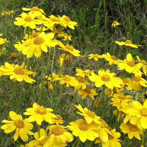 Eriophyllum Lantum