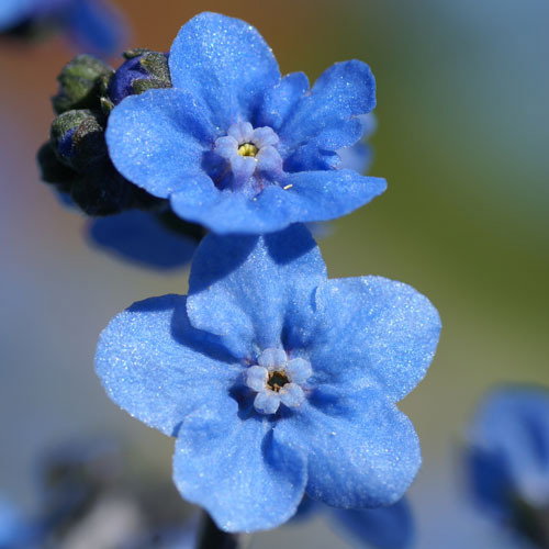 Eritrichium Canum