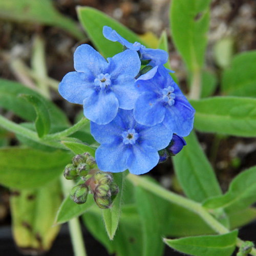 Eritrichium Baby Blues