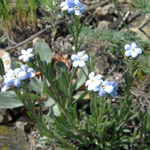 Eritrichium Pectinatum