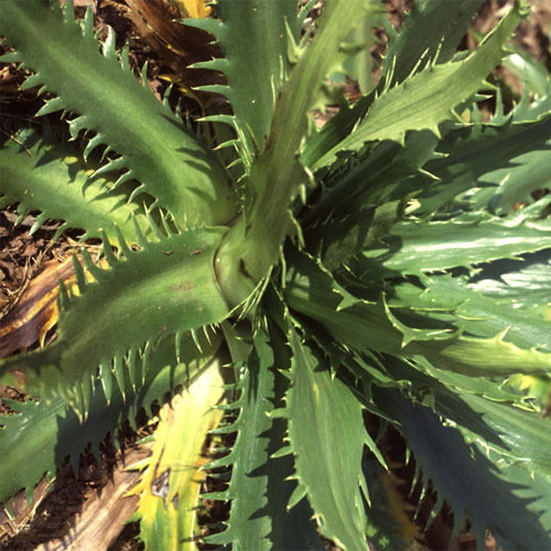 Eryngium Agavifolium