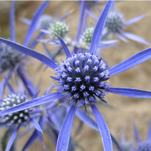Amethyst Sea Holly