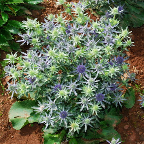 Eryngium Planum Blue Hobbit