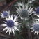 Eryngium Blue Steel