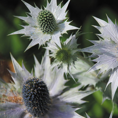 Eryngium Giganteum Miss Wilmot