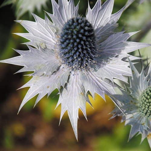 Eryngium Giganteum Miss Wilmot