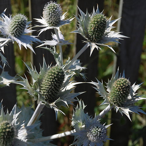 Eryngium Giganteum Silver Ghost