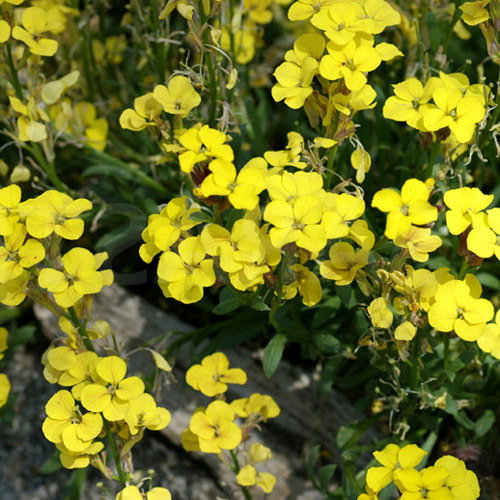 Erysimum Alpinum