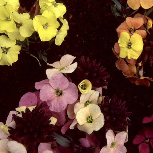 Erysimum Bowles Mauve Hybrids