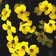 Erysimum Helveticum