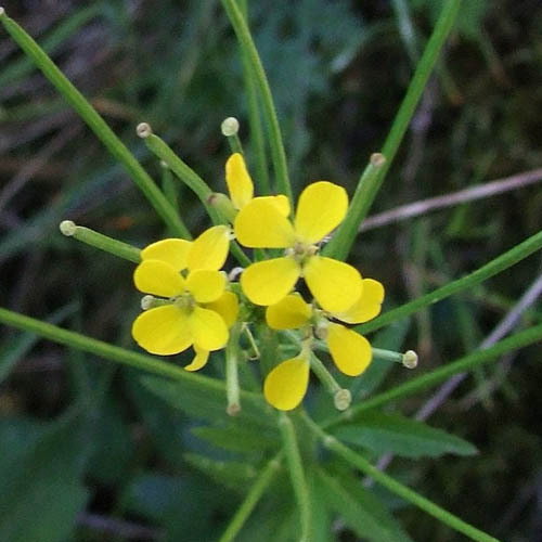 Erysimum Pieninicum