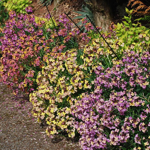 Wallflowers