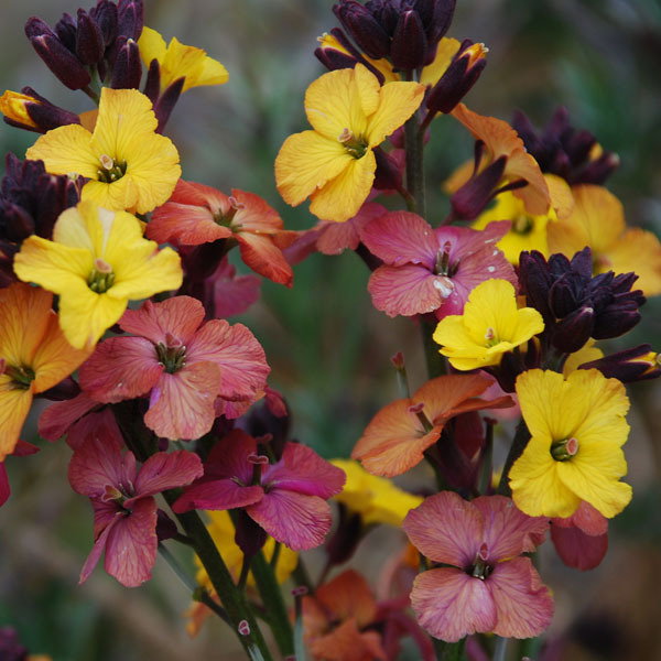 Erysimum Plantworld Rainbows3