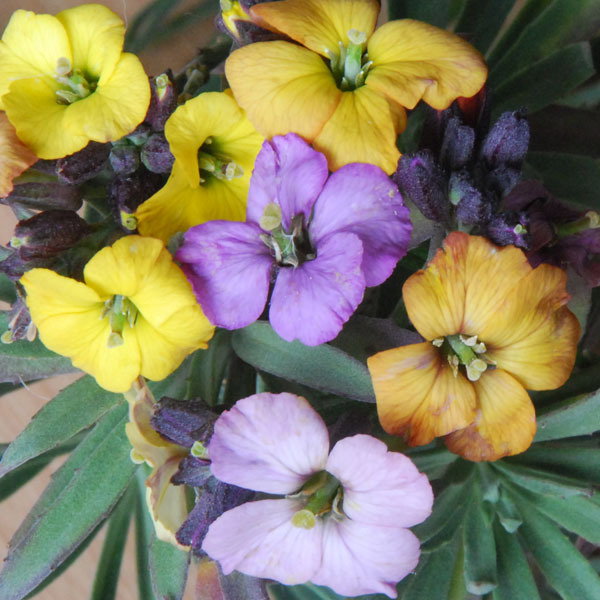 Erysimum Plantworld Rainbows