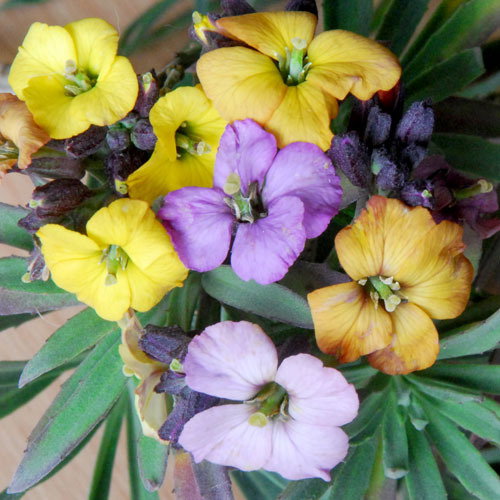 Erysimum Rays Early Giants