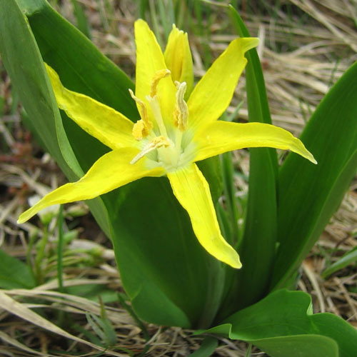 Erythronium Grandiflorum