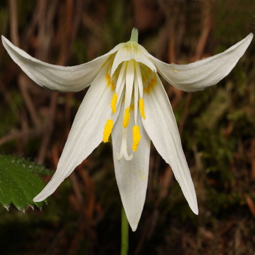 Erythronium Oregonum