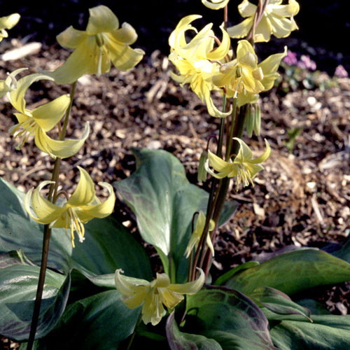 Erythronium Revolutum