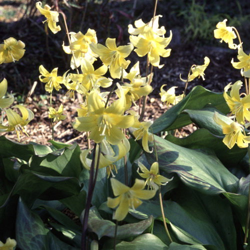 Erythronium Revolutum