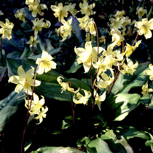 Erythronium Revolutum