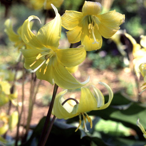 Erythronium Revolutum