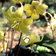 Erythronium Revolutum
