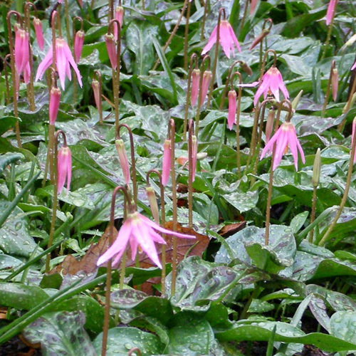 Erythronim Revolutum Pink